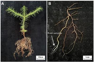 Longitudinal section cell morphology of Chinese fir roots and the relationship between root structure and function